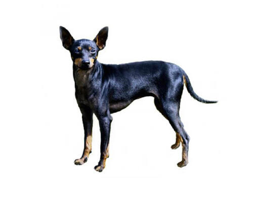 English toy terrier for sale sales near me